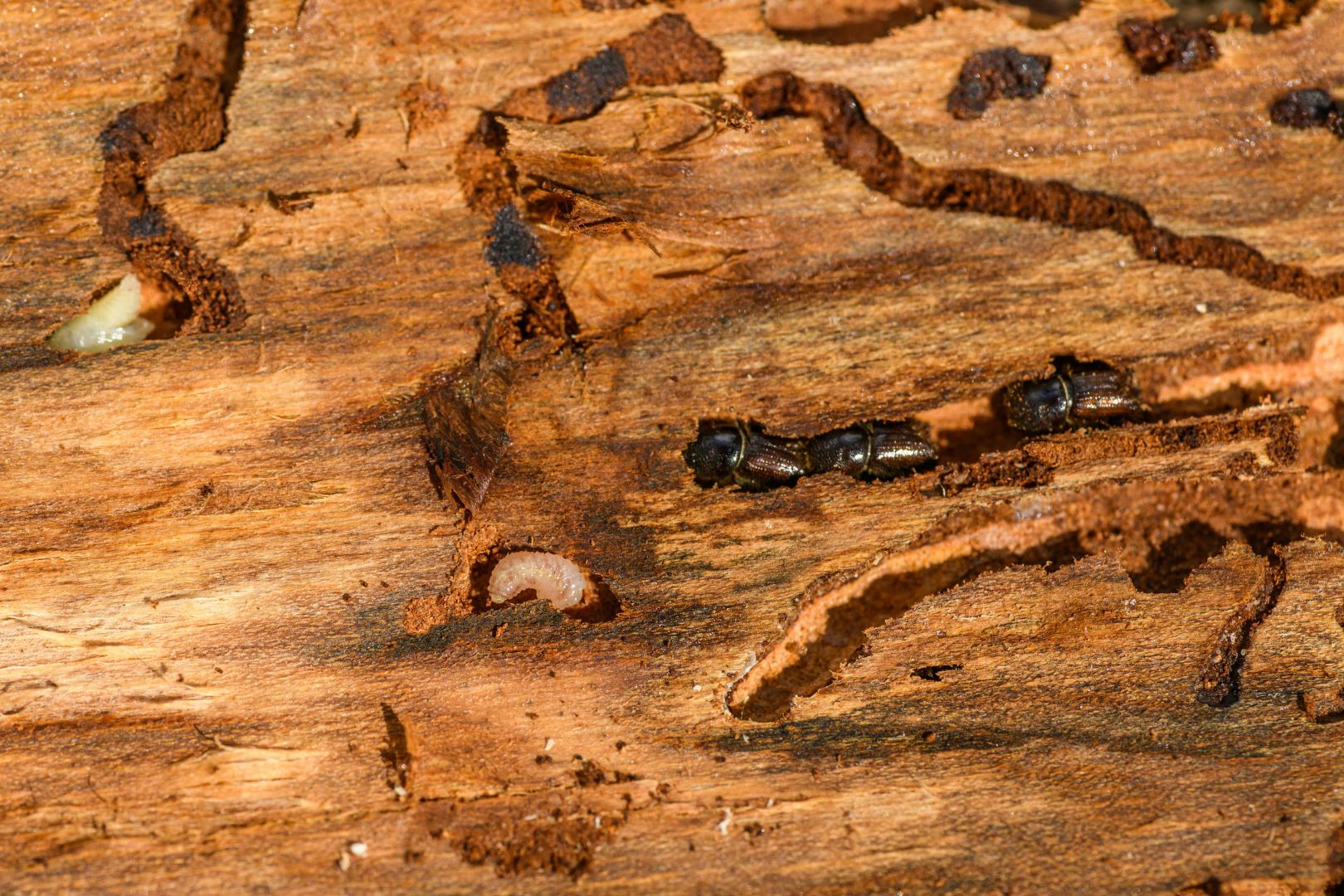 Como Evitar Cupins em Moveis de Madeira